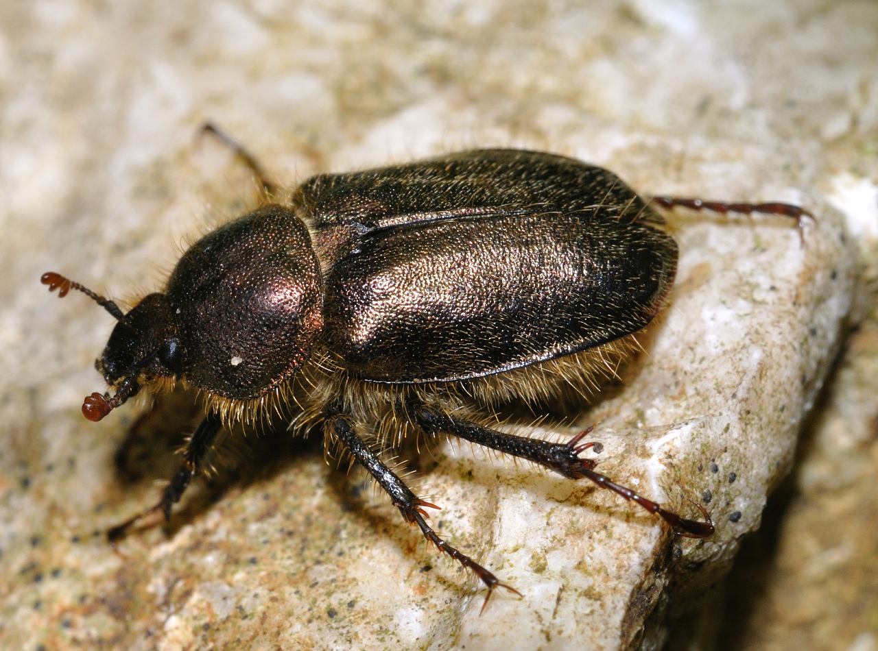 Amphicoma carcelii